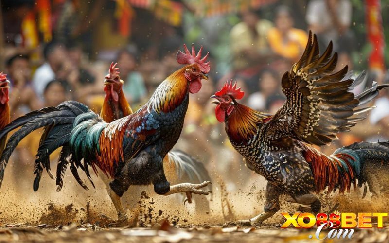 Kinh nghiệm đá gà cựa sắt trực tuyến cho người mới