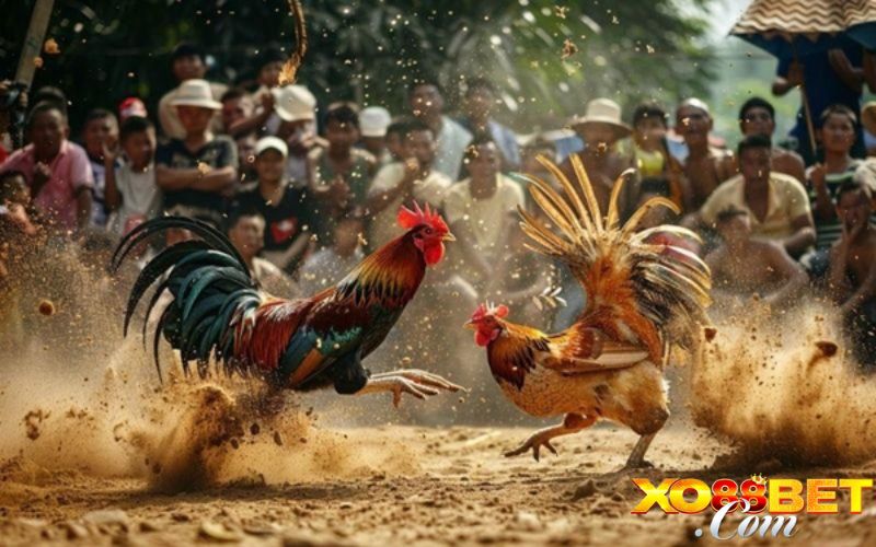 Thời gian thi đấu của đá gà cựa sắt