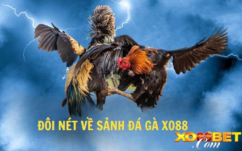 Đôi nét về sảnh đá gà Đôi nét về sảnh đá gà