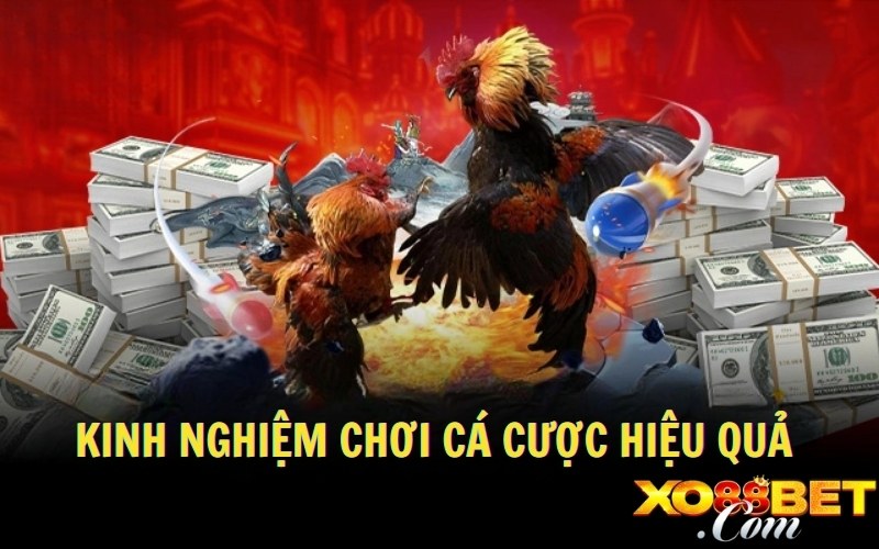 Kinh nghiệm chơi cá cược hiệu quả Kinh nghiệm chơi cá cược hiệu quả