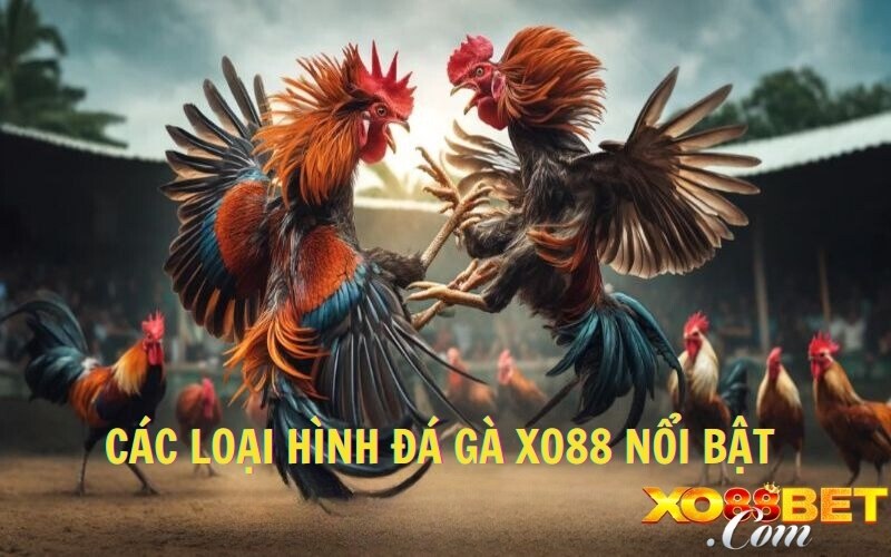 Các loại hình chọi gà nổi bật Các loại hình chọi gà nổi bật