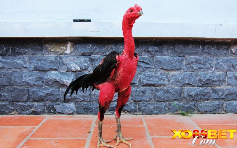 Kinh nghiệm xem tướng gà chọi cho người mới bắt đầu Kinh nghiệm xem tướng gà chọi cho người mới bắt đầu