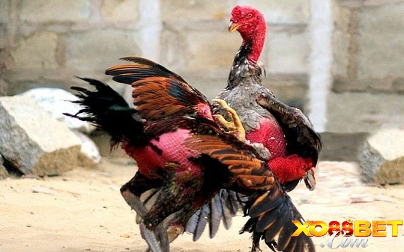 Dự đoán chiến thuật và khả năng phục hồi Dự đoán chiến thuật và khả năng phục hồi
