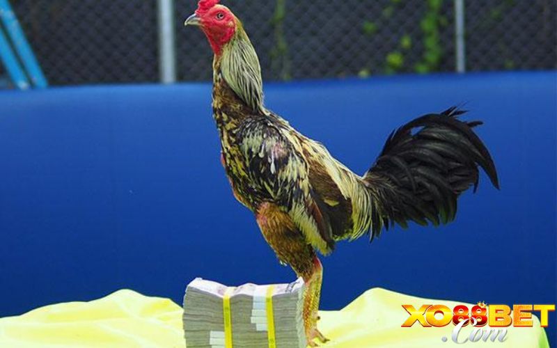 Những lưu ý quan trọng khi xem tướng gà chọi Những lưu ý quan trọng khi xem tướng gà chọi