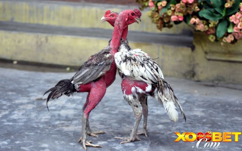 Lý do cần phải xem tướng gà chọi Lý do cần phải xem tướng gà chọi