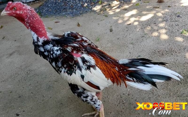 Tổng quan về nghệ thuật xem tướng gà chọi Tổng quan về nghệ thuật xem tướng gà chọi
