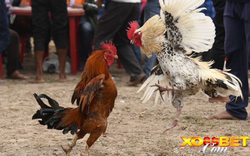 Hình thức đá gà trực tiếp tại XO88 Hình thức đá gà trực tiếp tại XO88