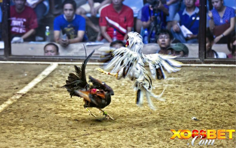 Ưu điểm nổi bật của cổng cá cược đá gà XO88 Ưu điểm nổi bật của cổng cá cược đá gà XO88