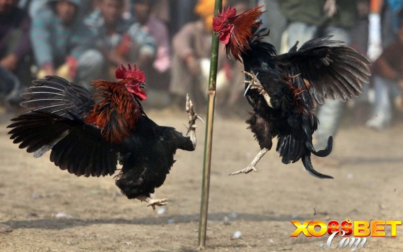 Đá gà XO88 là sảnh cược uy tín và chất lượng bậc nhất Đá gà XO88 là sảnh cược uy tín và chất lượng bậc nhất
